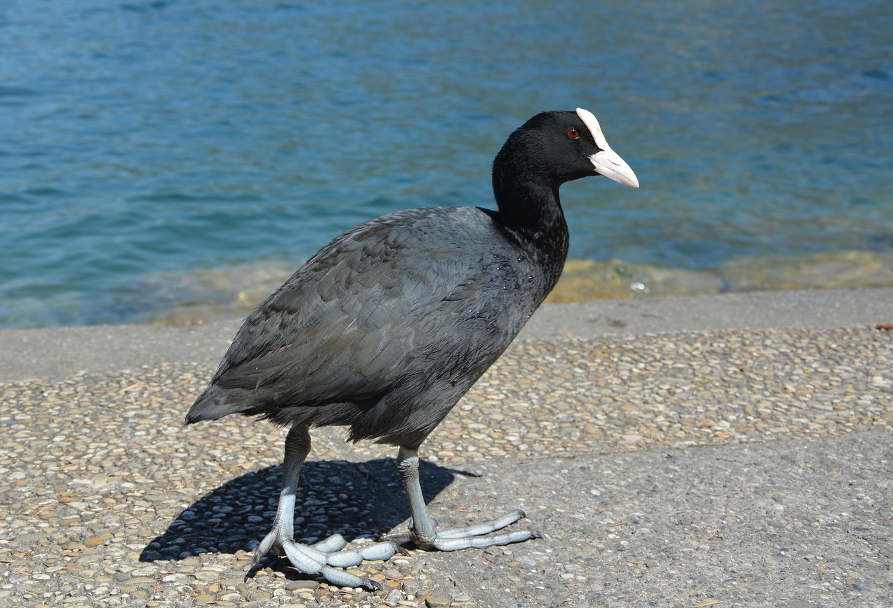 Moorhen, Vandens Paukštis, Vanduo, Gyvūnai, Gamta, Gyvūnas, Ežeras, Nemokamos Nuotraukos,  Nemokama Licenzija