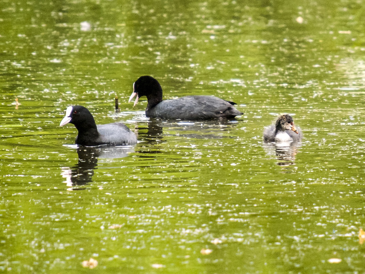 Moorhen, Vandens Paukštis, Paukštis, Gamta, Gyvūnas, Nemokamos Nuotraukos,  Nemokama Licenzija