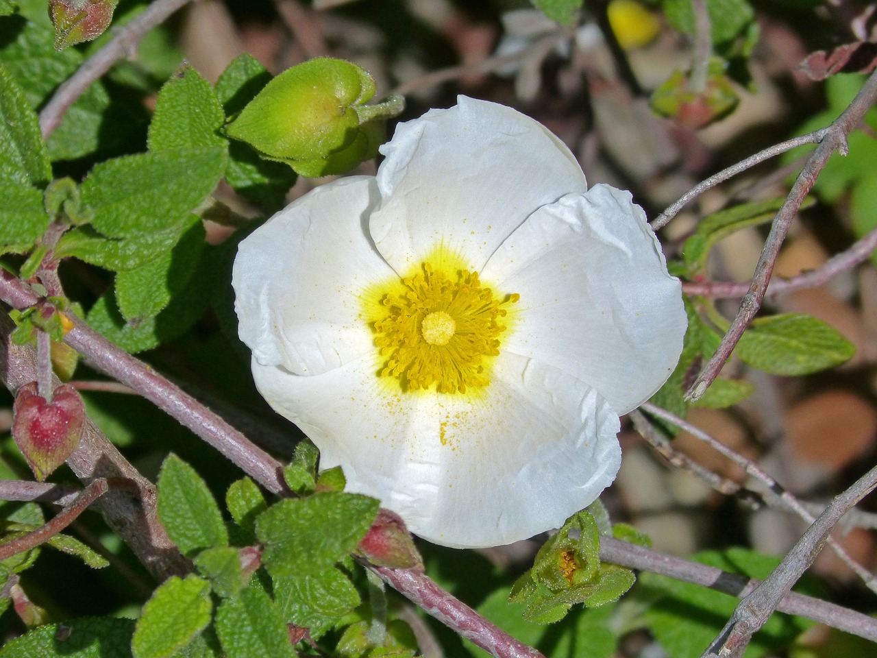 Maurų Cistus, Juodoji Stepė, Jara Juoda, Cistus Salviifolius, Nemokamos Nuotraukos,  Nemokama Licenzija