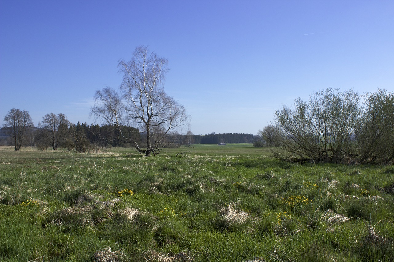 Moorland, Kraštovaizdis, Kiauras, Gamta, Pelkė, Gamtos Rezervatas, Šlapynes, Pelkės, Pelkė, Pieva