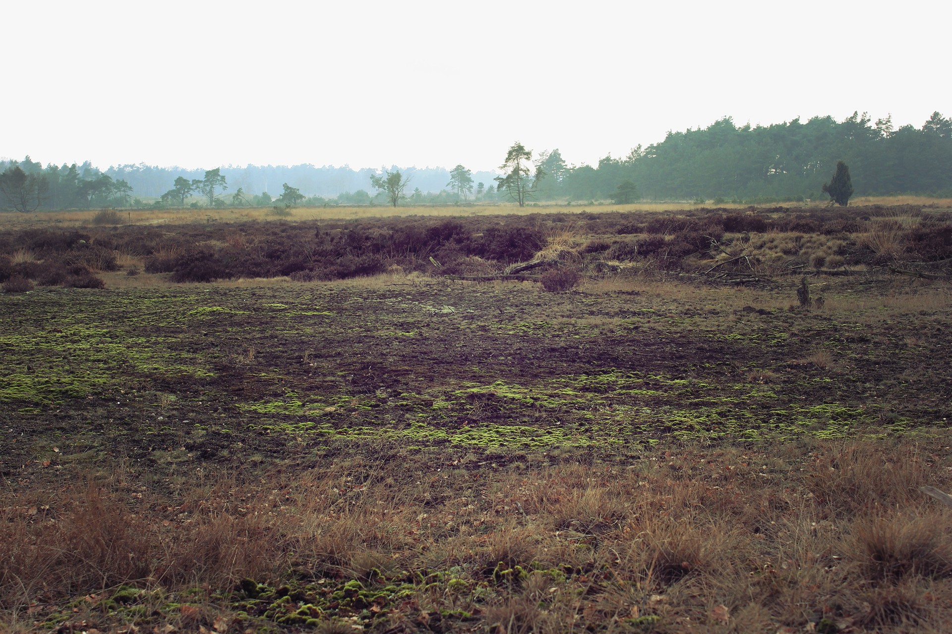 Moorland,  Samanos,  Pelkės,  Forrest,  Mūrinis Samaninis Pelkynas Ir Forrestas, Nemokamos Nuotraukos,  Nemokama Licenzija