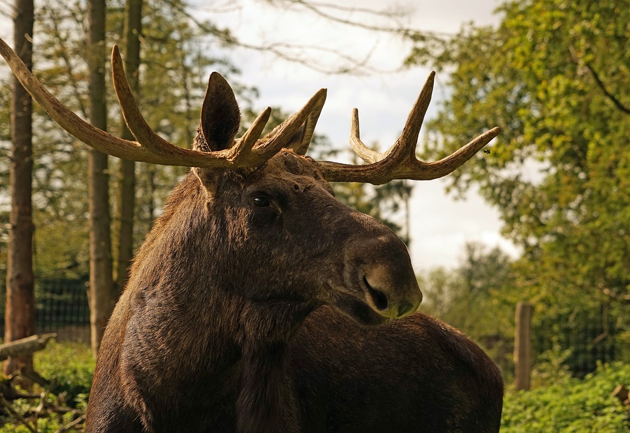 Briedis, Antler, Buliukas, Gyvūnas, Švedija, Galva, Nemokamos Nuotraukos,  Nemokama Licenzija