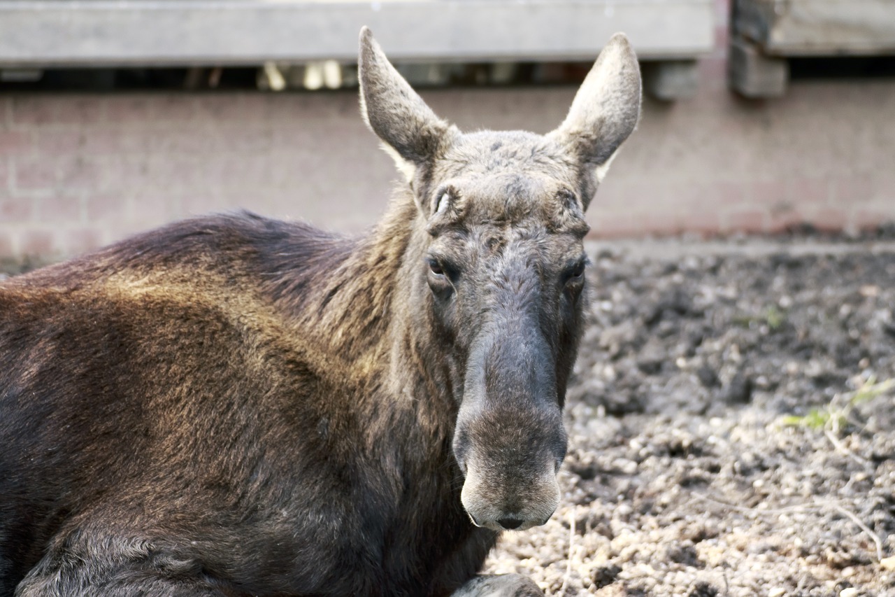 Briedis, Gyvūnas, Gamta, Rūpestis, Gaubtas, Galva, Nemokamos Nuotraukos,  Nemokama Licenzija