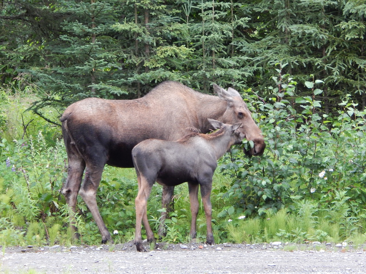 Briedis, Lauke, Laukinė Gamta, Gamta, Alaska, Laukiniai, Nemokamos Nuotraukos,  Nemokama Licenzija