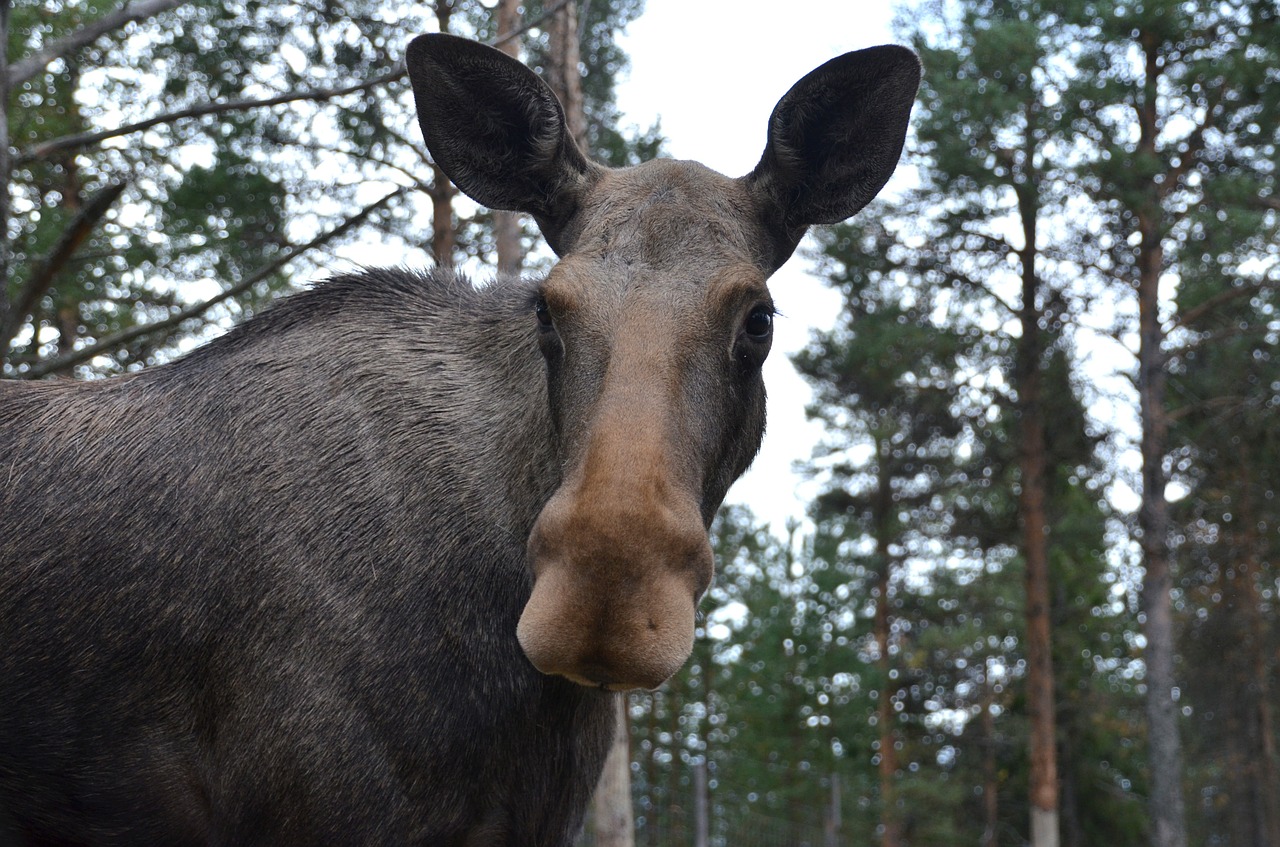 Briedis, Gyvūnas, Žinduolis, Švedija, Nemokamos Nuotraukos,  Nemokama Licenzija