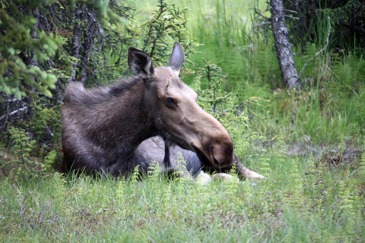 Briedis, Alaska, Homeras, Nemokamos Nuotraukos,  Nemokama Licenzija