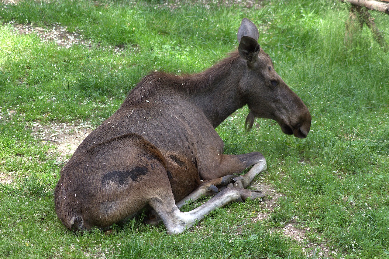 Briedis, Gamta, Gyvūnas, Didelis, Poilsis, Atsipalaiduoti, Žinduolis, Rūpestis, Nemokamos Nuotraukos,  Nemokama Licenzija