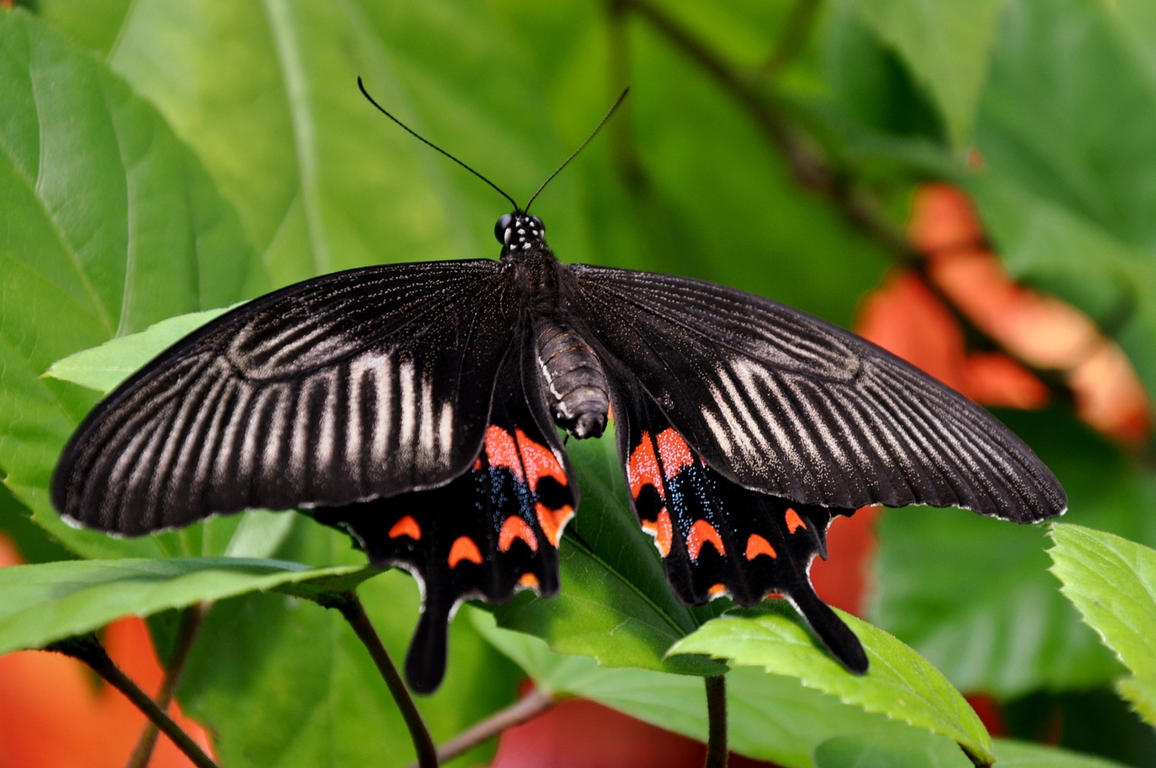 Mormono Drugelis, Vabzdys, Laukinė Gamta, Flora, Fauna, Gamta, Lepidoptera, Antenos, Entomologija, Papilio Poliės