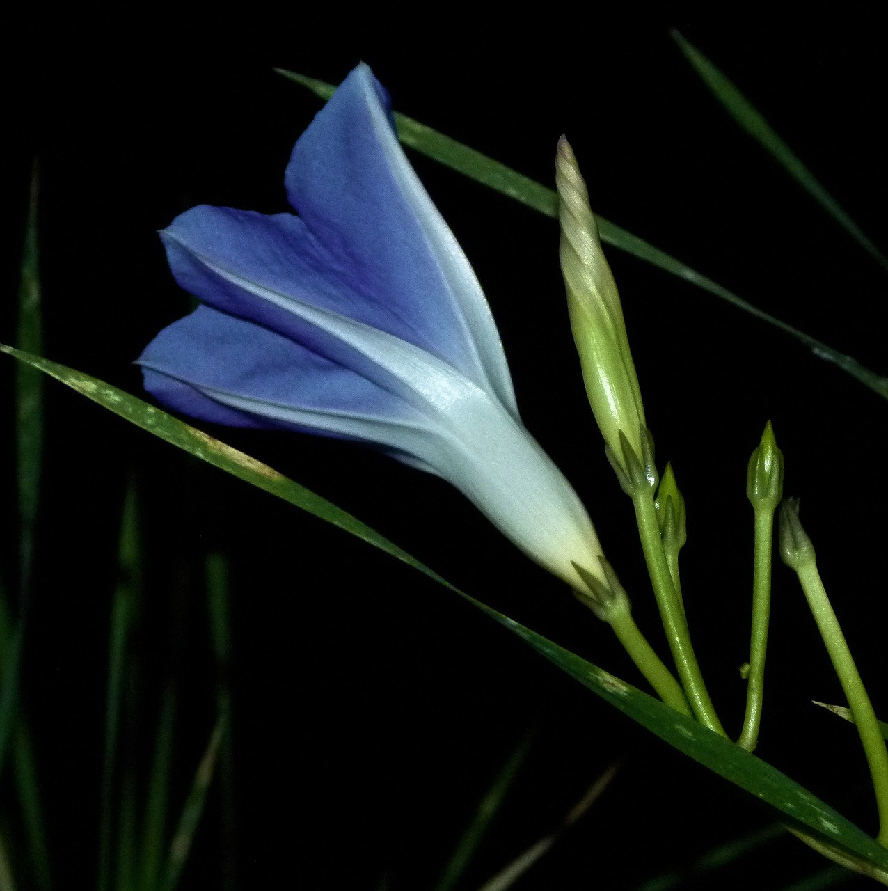Славцвет. Полуоткрытый цветок. Цветы Слава. Morning Glory Blue. Утренняя Слава цветок.