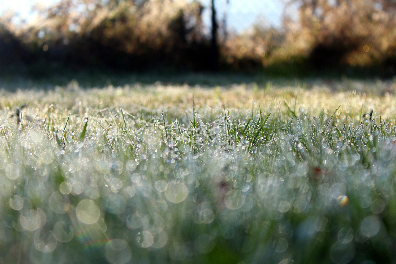 Летний гроза утренний роса горячий. Утро роса. Роса на траве. Осень роса на траве. Мокрая осенняя трава.