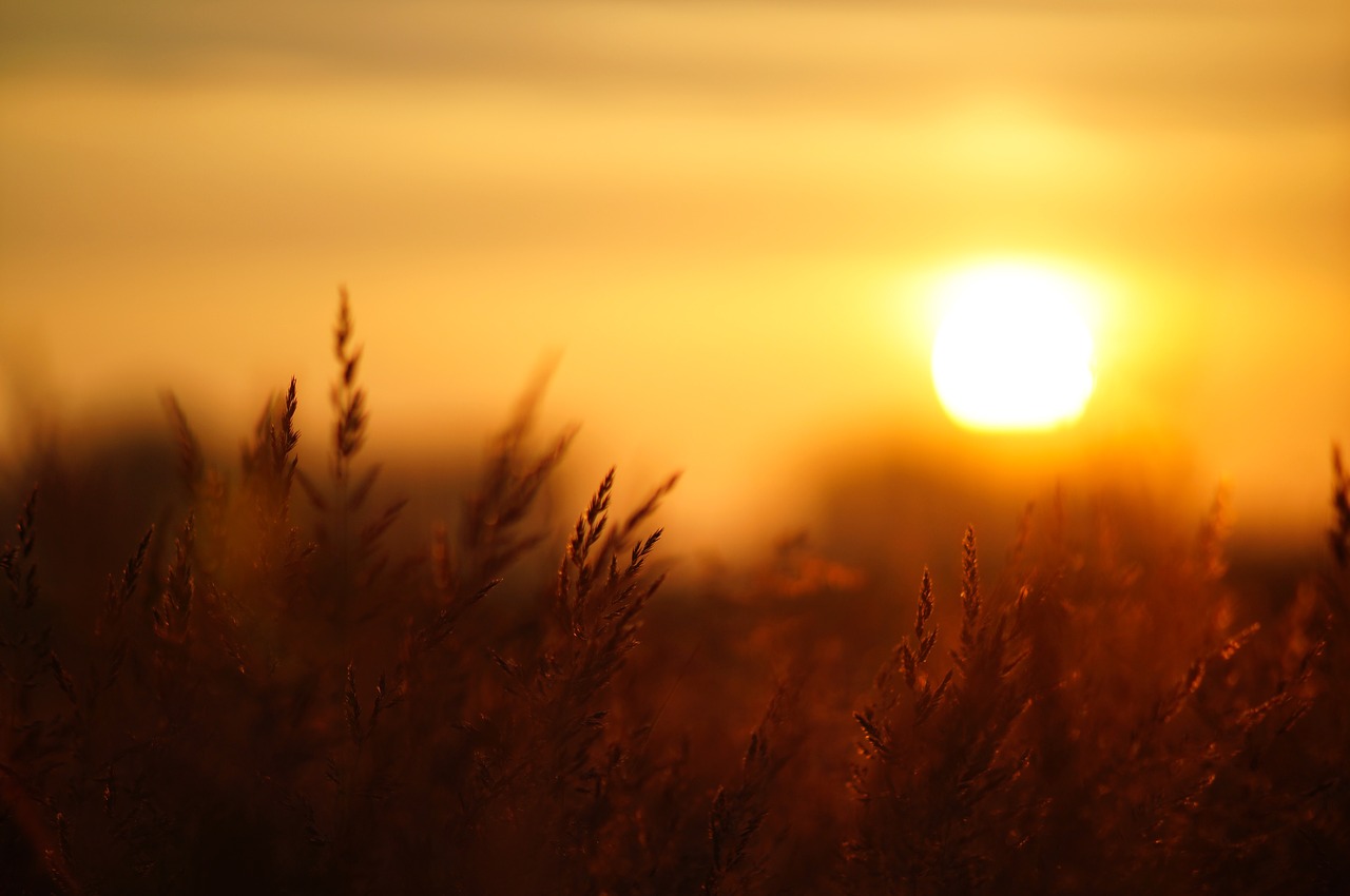 Rytą,  Sunrise,  Saulė,  Gražus,  Kraštovaizdis,  Dangus,  Šviesos,  Vasara,  Aušra, Nemokamos Nuotraukos