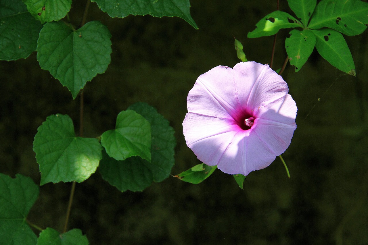 Ryto Šlovė, Rožinė Ir Violetinė, Saulės Šviesa, Šešėlis, Gėlės Ir Augalai, Žali Lapai, Širdis, Vynuogynai, Nemokamos Nuotraukos,  Nemokama Licenzija