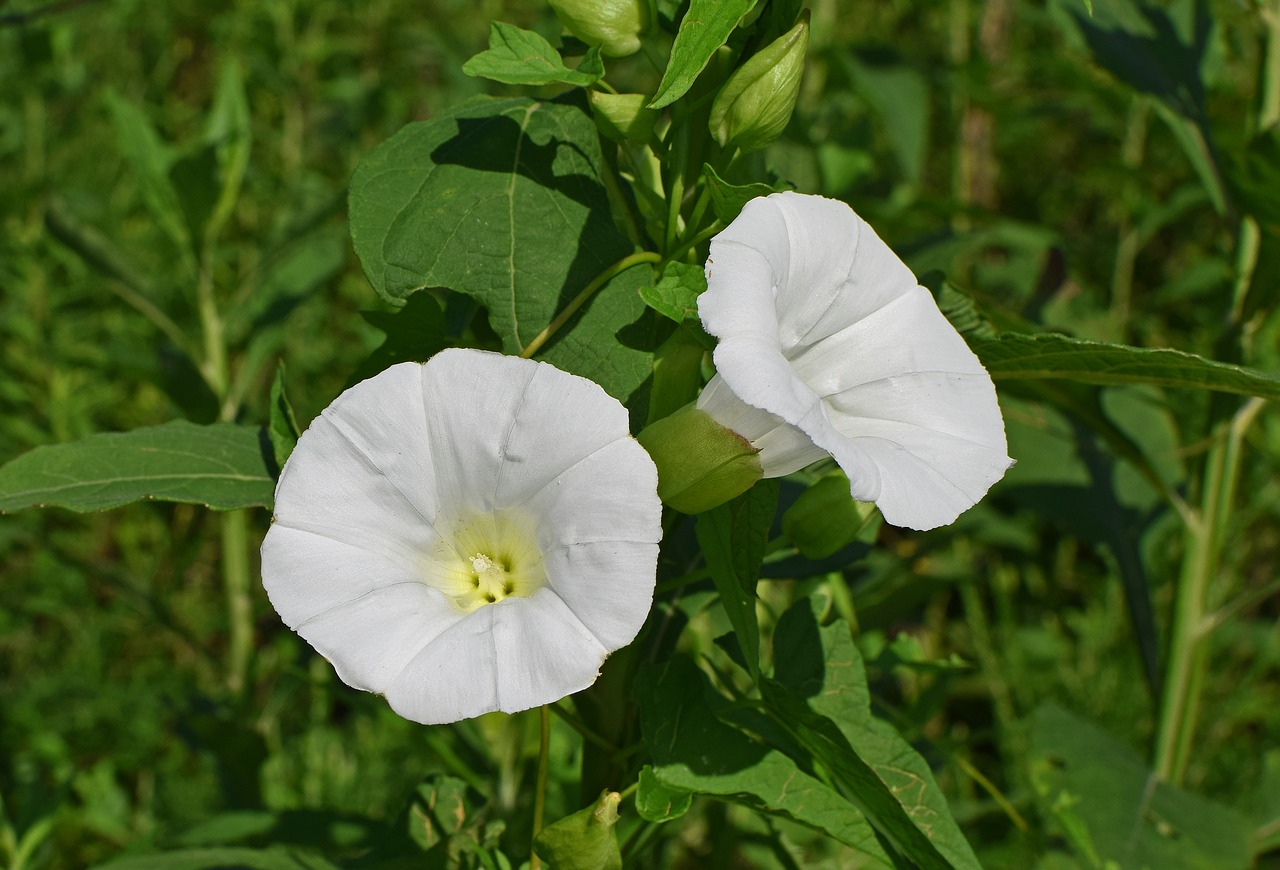 Ryto Šlovė, Wildflower, Gėlė, Žiedas, Vynmedis, Augalas, Gamta, Balta, Geltona, Nemokamos Nuotraukos