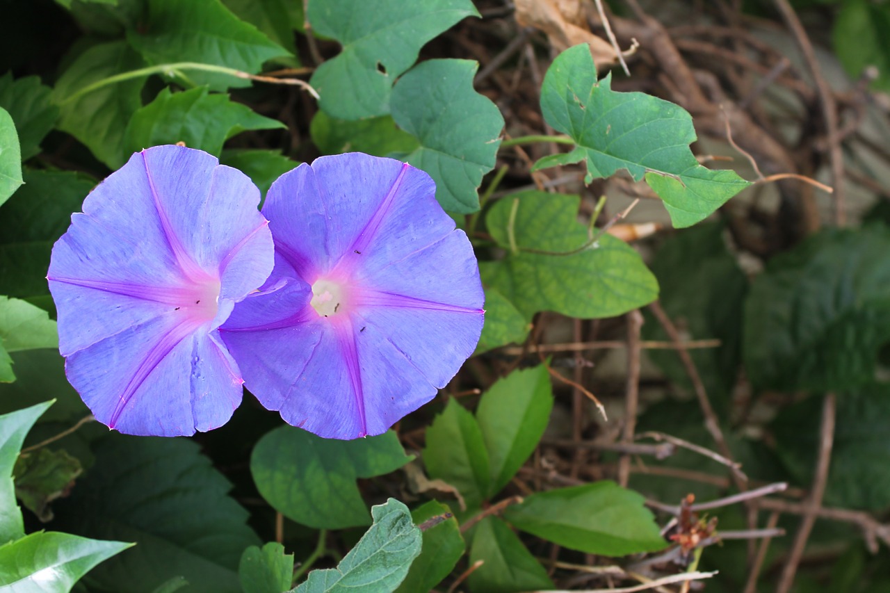 Morning Glory,  Ipomoea,  Vijoklis,  Vijoklis Mėlyna,  Vukovije,  Convolvulus,  Convolvulus Arvensis,  Beržas,  Farbitis,  Žydėjimo Krūmas