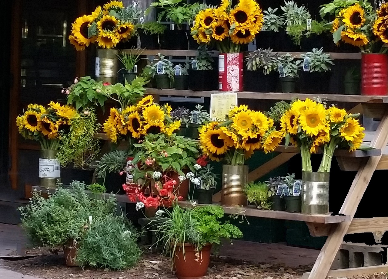 Ryto Šlovės Ūkiai, Martos Vynuogynas, Floristas, Gėlių Stendas, Saulėgrąžos, Gėlių, Puokštė, Geltona, Žydėti, Dekoratyvinis