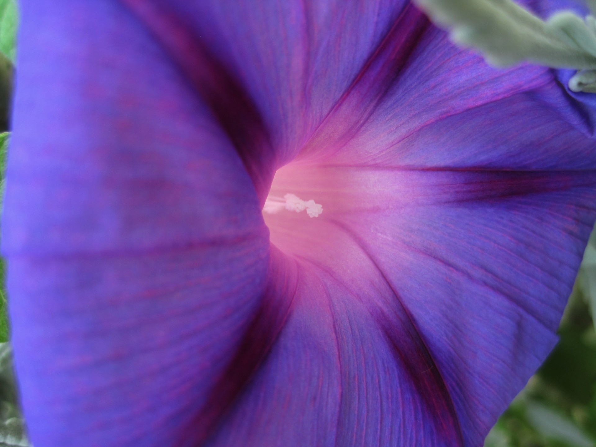 Gėlė,  Trapi,  Subtilus,  Violetinė,  Ryto & Nbsp,  Šlovės,  Ipomoea & Nbsp,  Purpurea,  Ryto Šlovė Violetinė, Nemokamos Nuotraukos