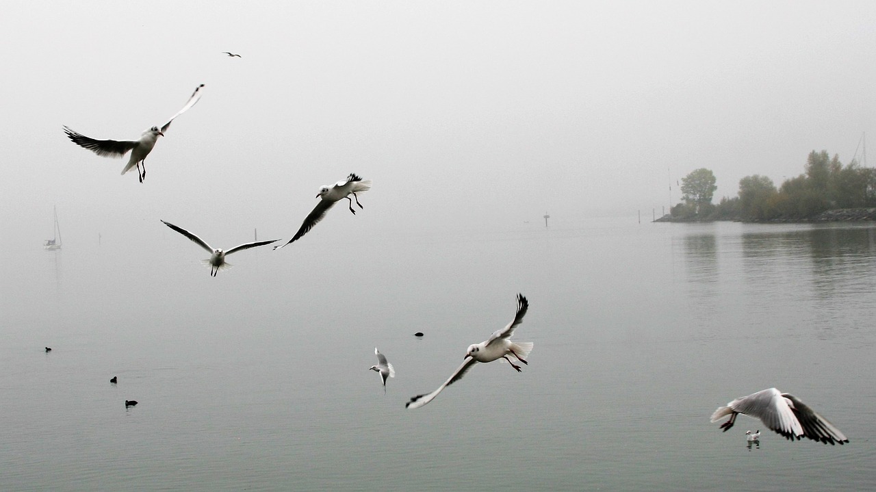 Ryto Migla, Aušra, Ruduo, Kačiukai, Skrydis, Www, Nuotaika, Ežeras, Bodensee, Papludimys