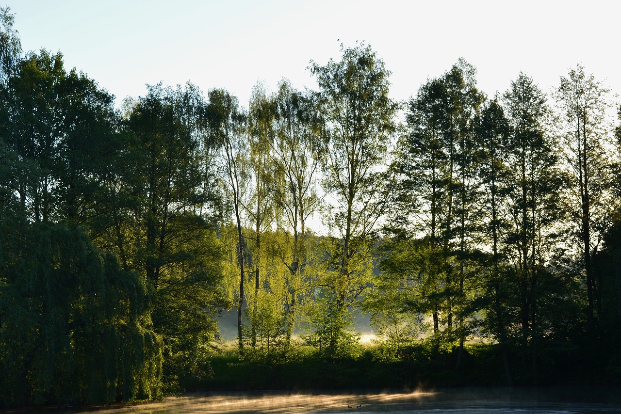 Rytą Rūkas,  Pobūdį,  Nuotaika,  Saulėtekis, Nemokamos Nuotraukos,  Nemokama Licenzija