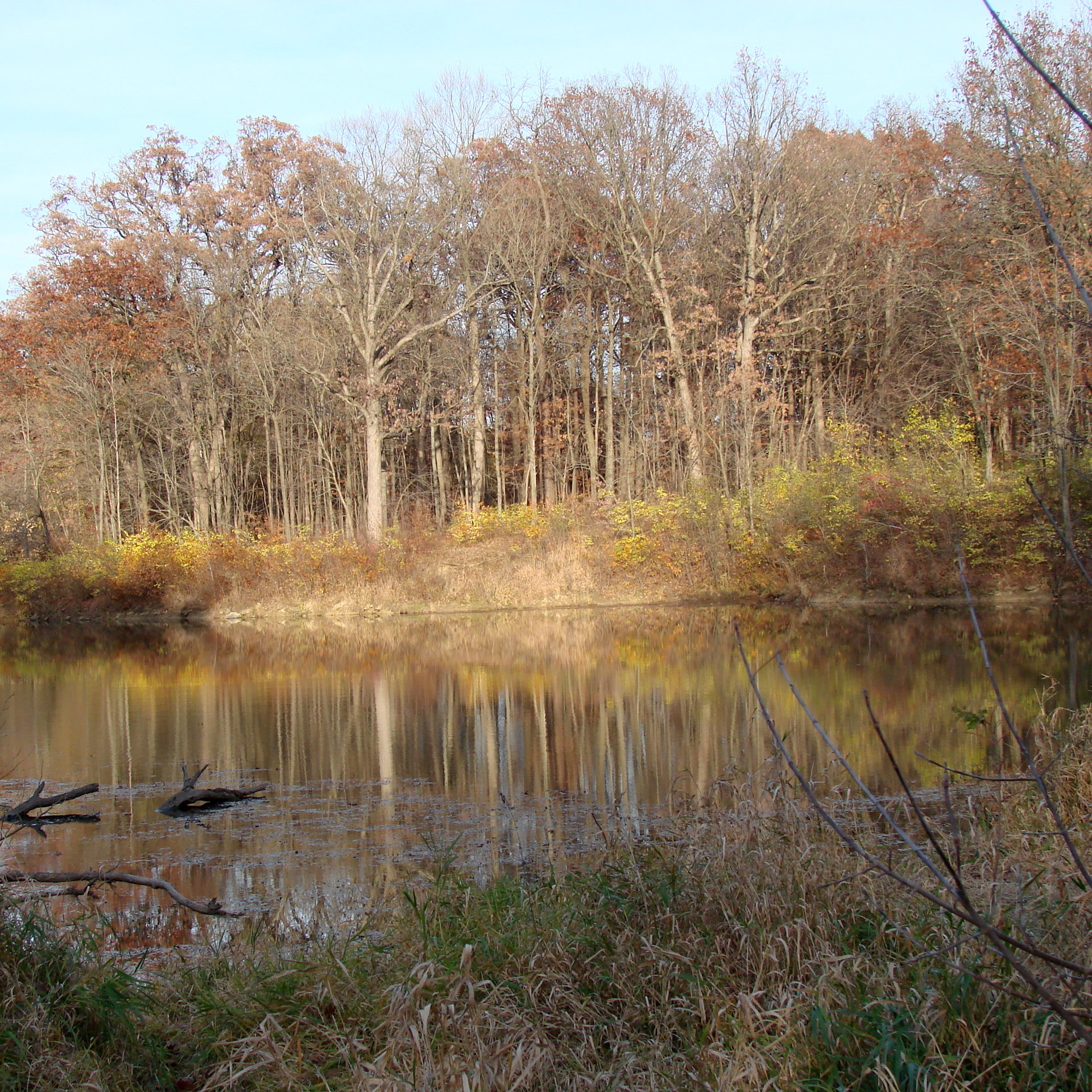 Arboretum,  Tvenkinys,  Medžiai,  Kritimas,  Gamta,  Atspindys,  Mortono Arboretum, Nemokamos Nuotraukos,  Nemokama Licenzija