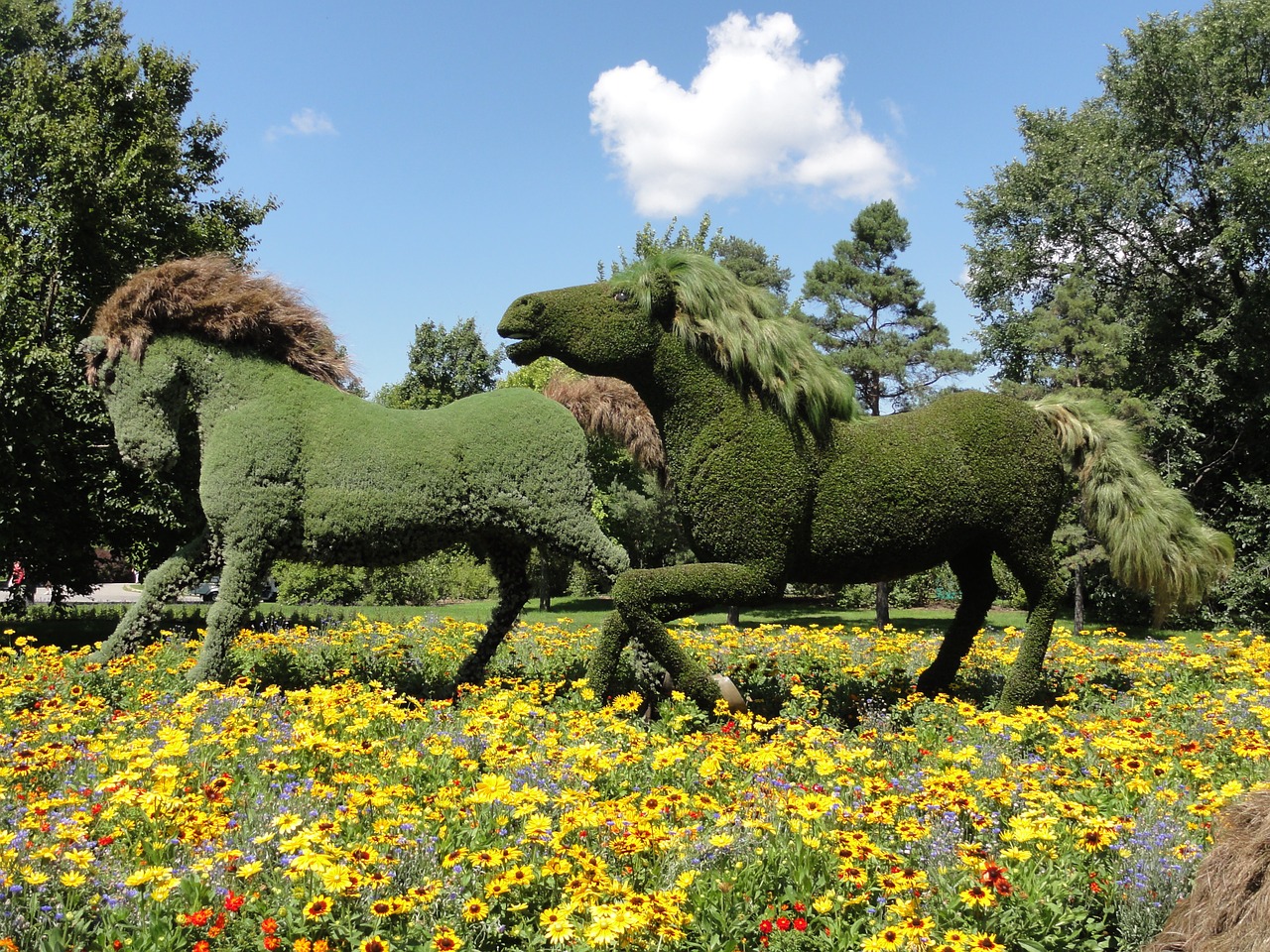 Mosaiculture Montreal, Augalas, Arklys, Nemokamos Nuotraukos,  Nemokama Licenzija