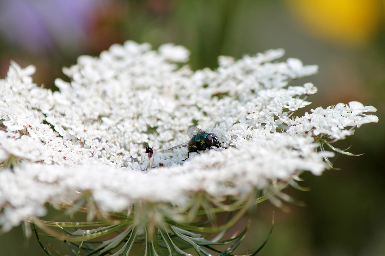 Moscow, Vabzdys, Gėlė, Gamta, Žalias, Kraštovaizdis, Fauna, Flora, Nemokamos Nuotraukos,  Nemokama Licenzija