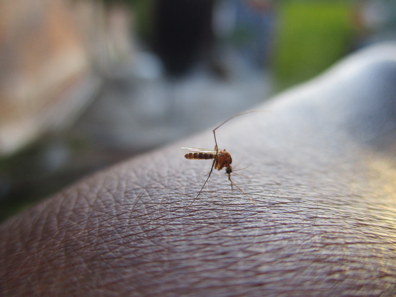 Uodinys, Vabzdys, Dengė, Uodai Į Rankas, Makro Uodai, Užfiksuoti Užuominą Nuo Uodų, Nemokamos Nuotraukos,  Nemokama Licenzija