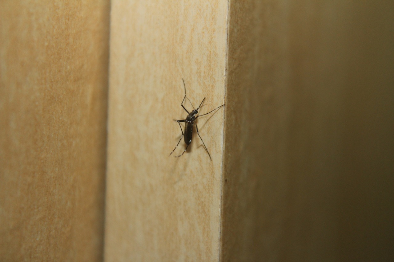 Uodinys, Dengės Karštinė, Aedes, Nemokamos Nuotraukos,  Nemokama Licenzija