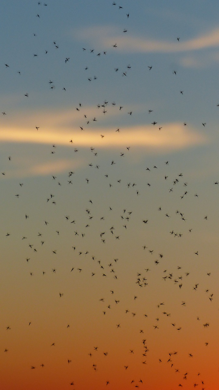 Uodas, Swarm, Uodai, Fliegenschwarm, Atgal Šviesa, Vabzdys, Neužkandantys Midges, Chironomidae, Šokių Uodai, Avių Oda