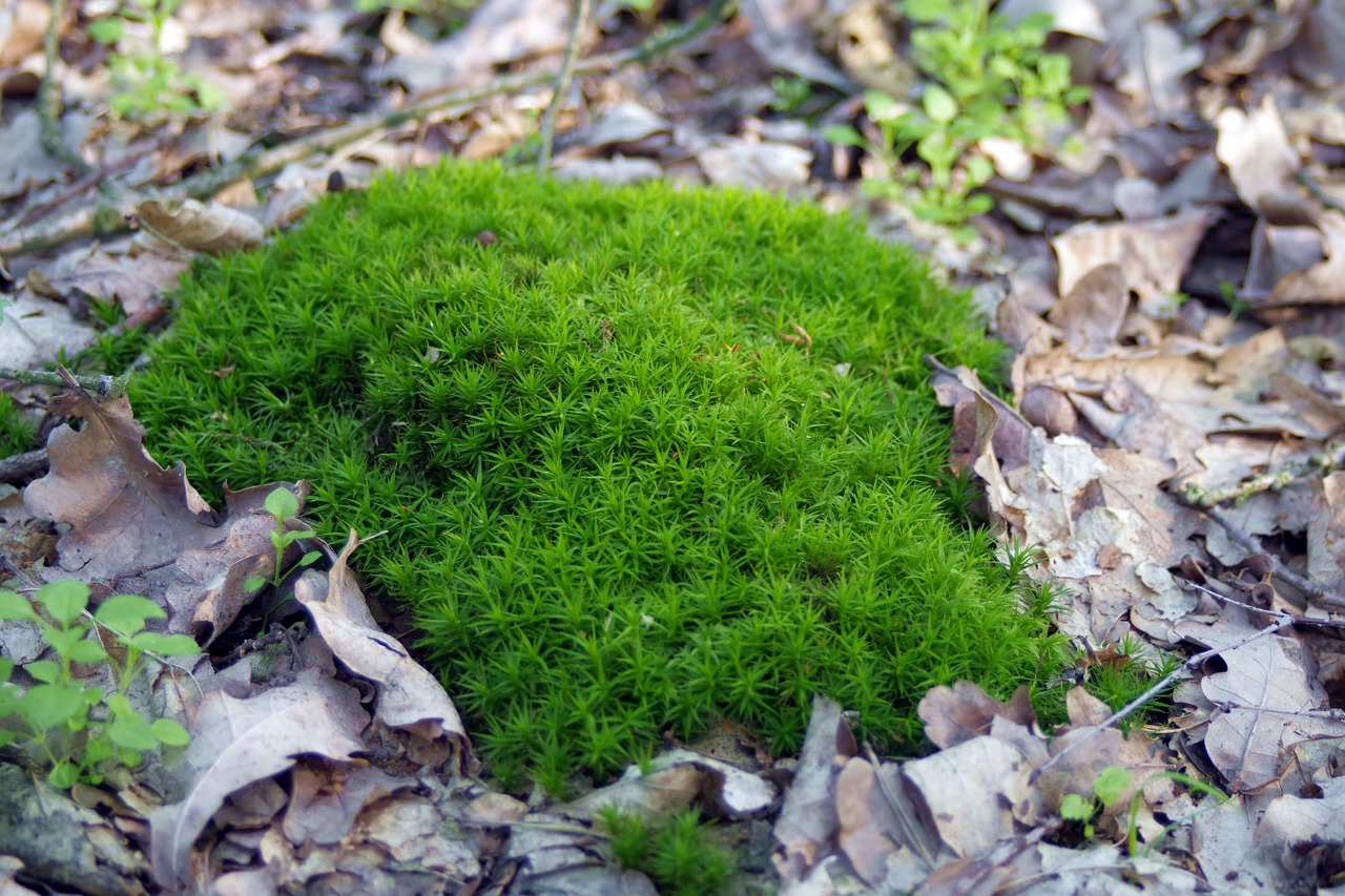 Samanos, Kerpės, Pomidoras, Miškas, Augalai, Žalias, Kalėdų Eglutė, Žolė, Gamta, Dekoratyvinis