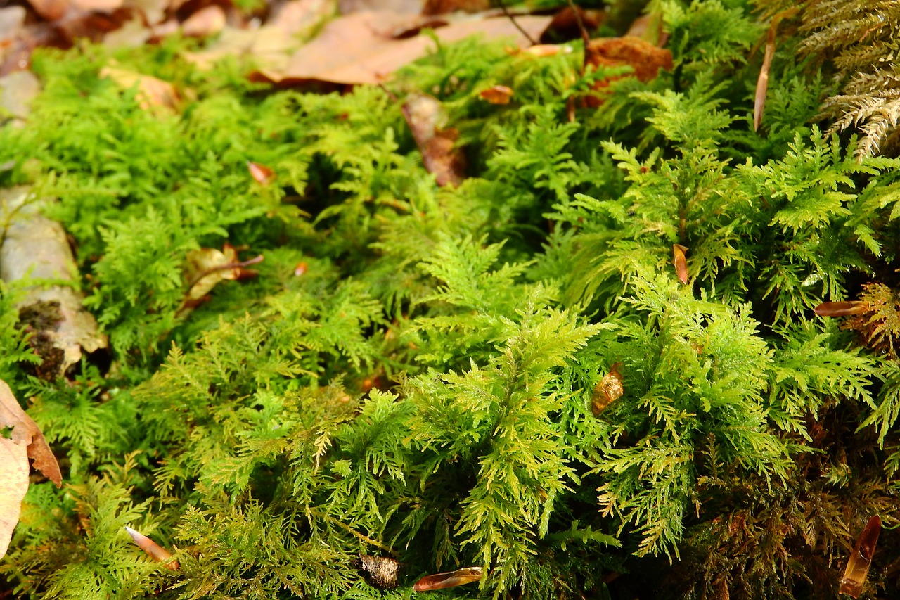 Samanos, Bryophytes, Rokytnik, Hylocomium, Nemokamos Nuotraukos,  Nemokama Licenzija