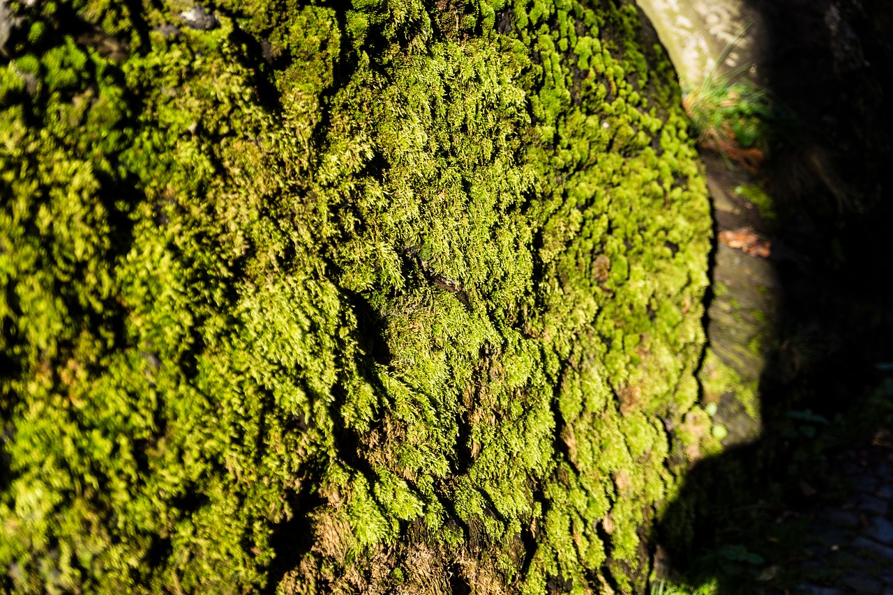 Samanos, Eifel, Miškas, Pavasaris, Ruduo, Rudens Miškas, Dykuma, Grožis, Bemoost, Saulės Šviesa