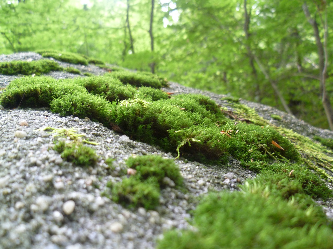 Samanos, Gamta, Miškas, Žalias, Nemokamos Nuotraukos,  Nemokama Licenzija