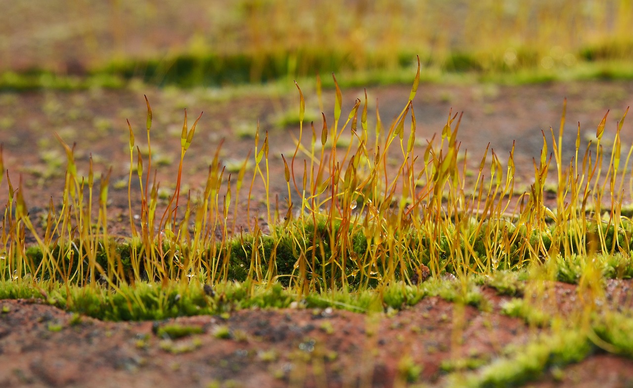 Samanos,  Sporophyte,  Bryophyta,  Mažas,  Augalas,  Makro,  Kapsulės,  Drėgnas,  Gamta,  Žalias