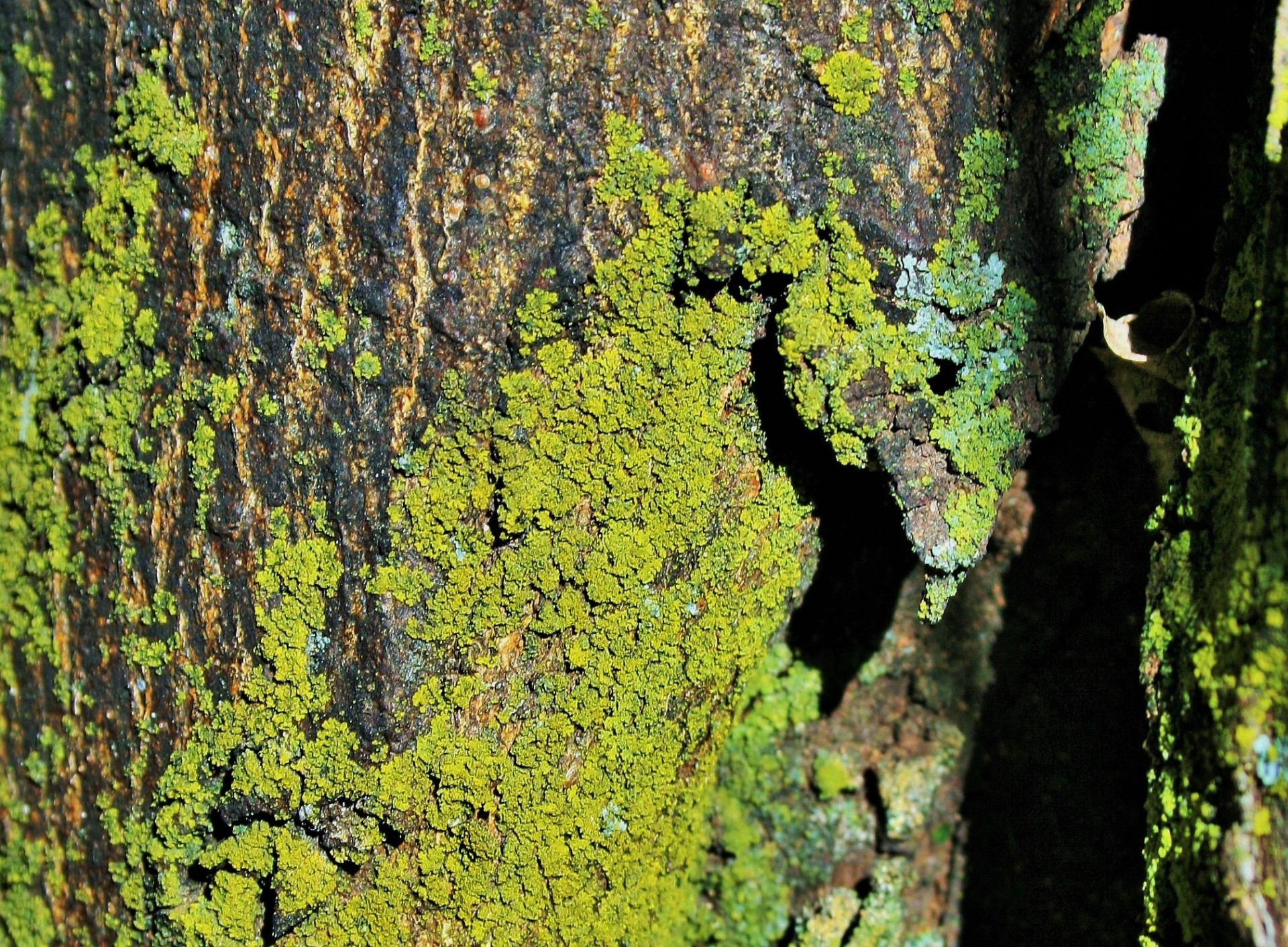 На какой стороне дерева растет лишайник. Лишайник ягель зеленый. Плеврококк водоросль. На коре дерева зеленый лишайник. Зеленый накипной лишайник.