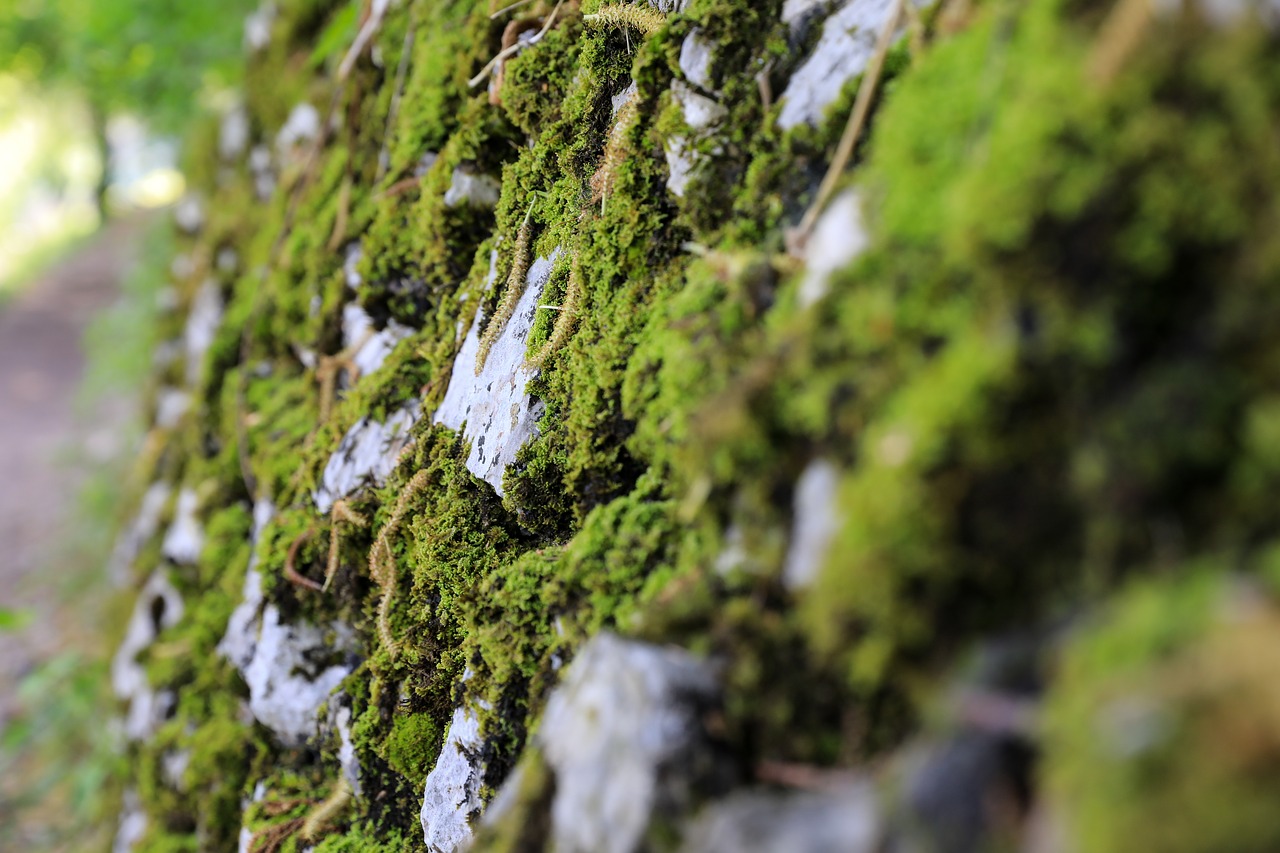 Samanos Akmuo,  Moss Roko,  Akmeninė Siena,  Samaninis Akmeninė Siena,  Žalias,  Nuotaika,  Gamta, Nemokamos Nuotraukos,  Nemokama Licenzija