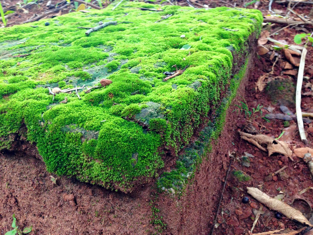 Samanos, Bryophytes, Žalias, Nemokamos Nuotraukos,  Nemokama Licenzija