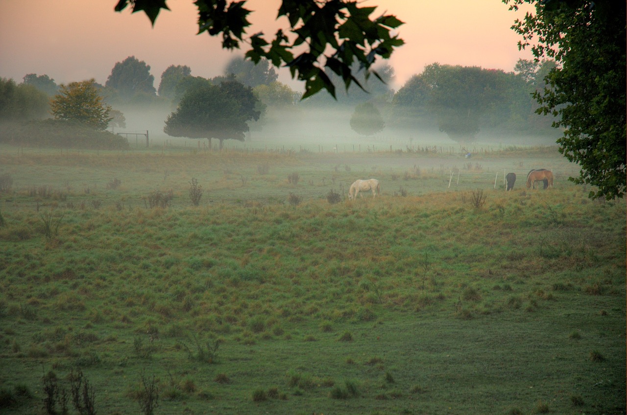 Labiausiai, Anksti, Rytas, Dangus, Gamta, Nuotaika, Morgenstimmung, Ryto Šviesa, Anksti Rytą, Atmosfera