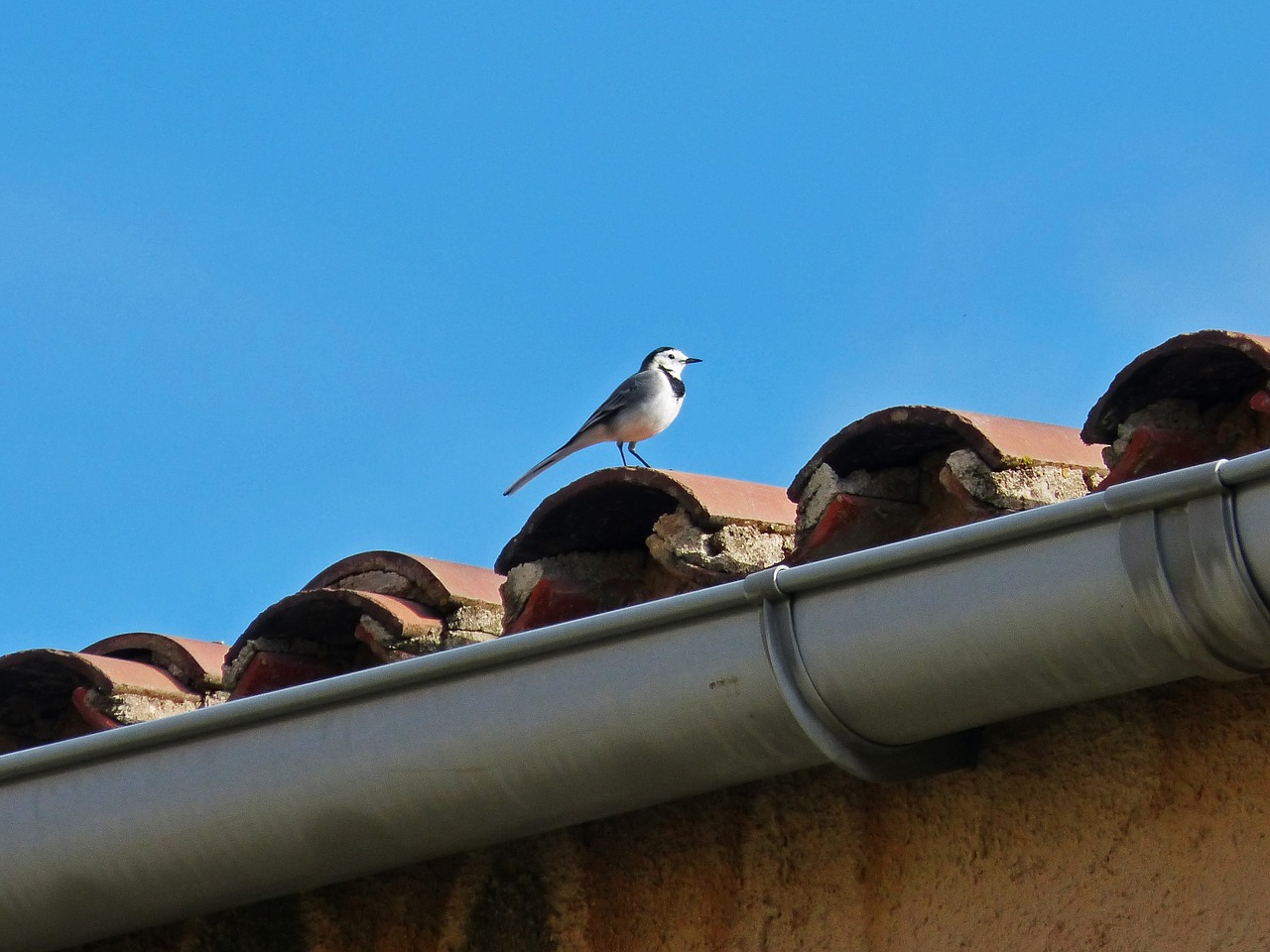 Motacila Alba, Pastorella, Paukštis, Stogas, Nemokamos Nuotraukos,  Nemokama Licenzija