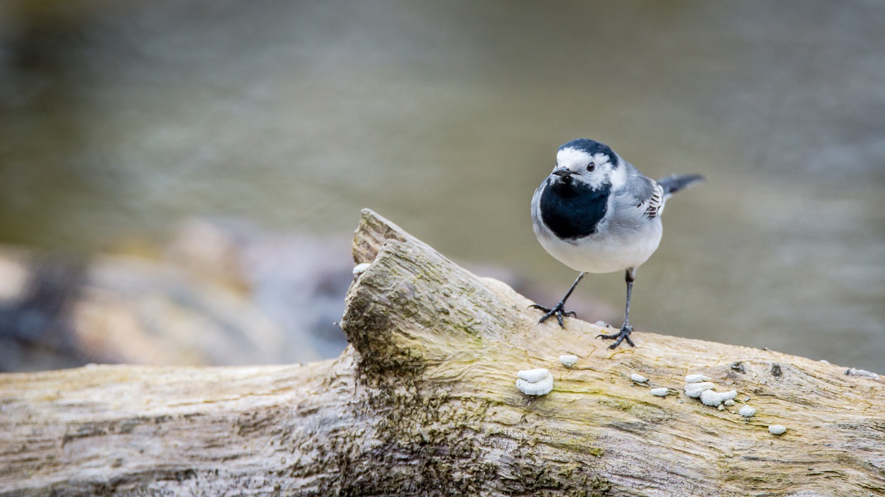 Motacilla Alba, Balta Vagtail, Paukštis, Dainininkė, Mažas, Gamta, Fonas, Vanduo, Upė, Sėdimosios Vietos