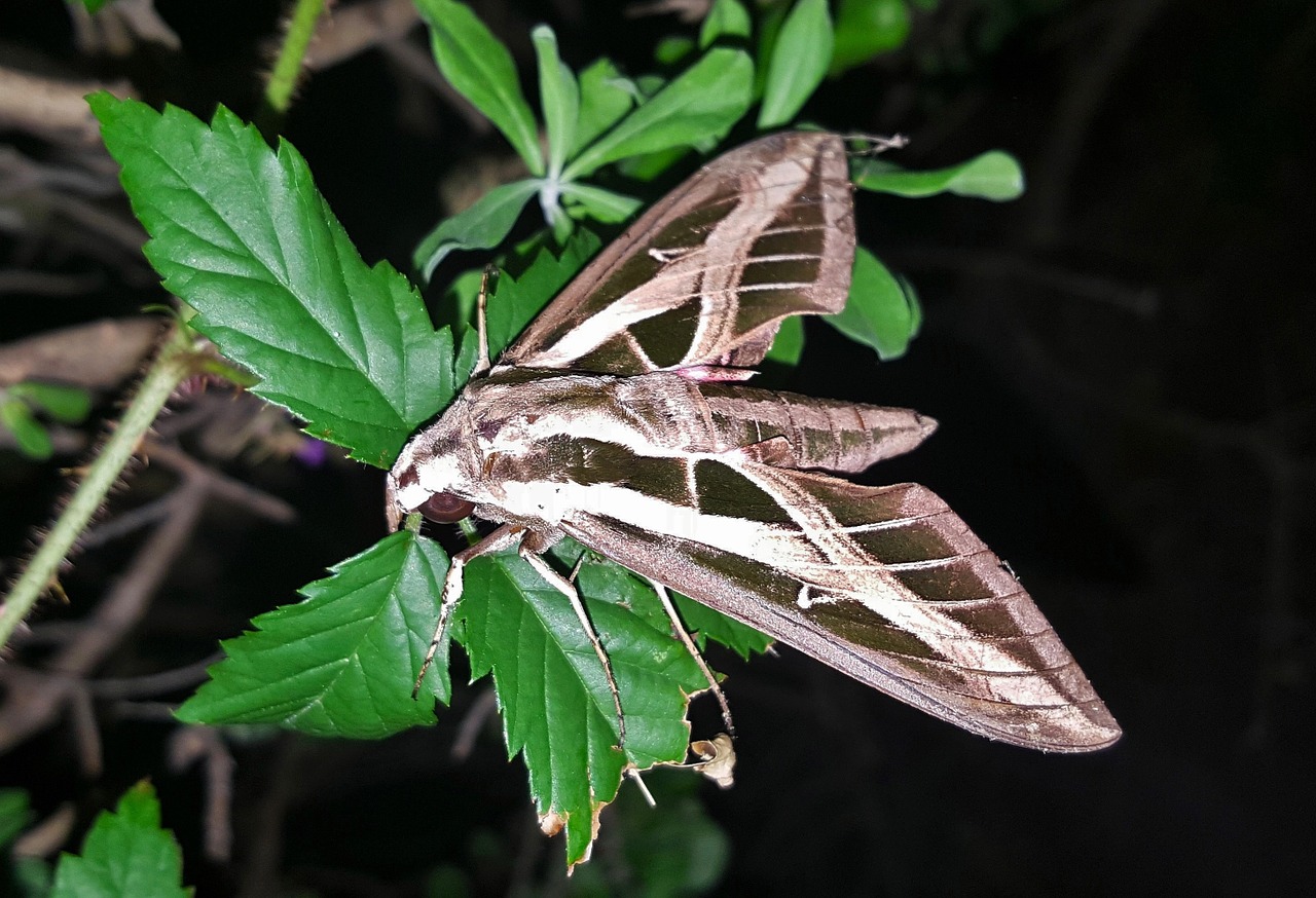 Drugys, Sphinx Moth, Juostinis Sphinx Moth, Vabzdys, Sparnai, Ženklinimas, Lapai, Naktis, Naktinis, Entomologija