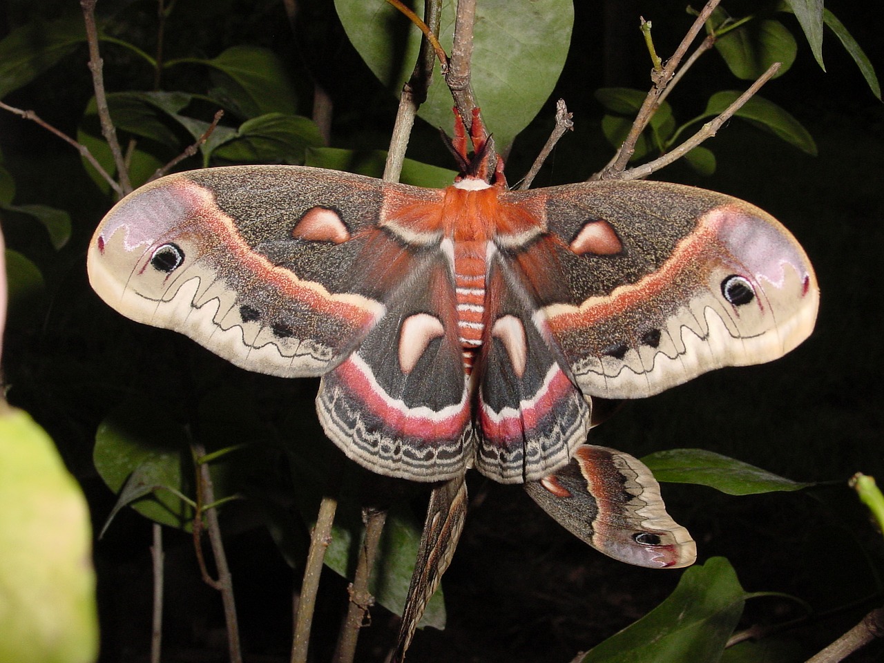 Drugys, Cecropia, Poravimas, Laukinė Gamta, Gamta, Nemokamos Nuotraukos,  Nemokama Licenzija