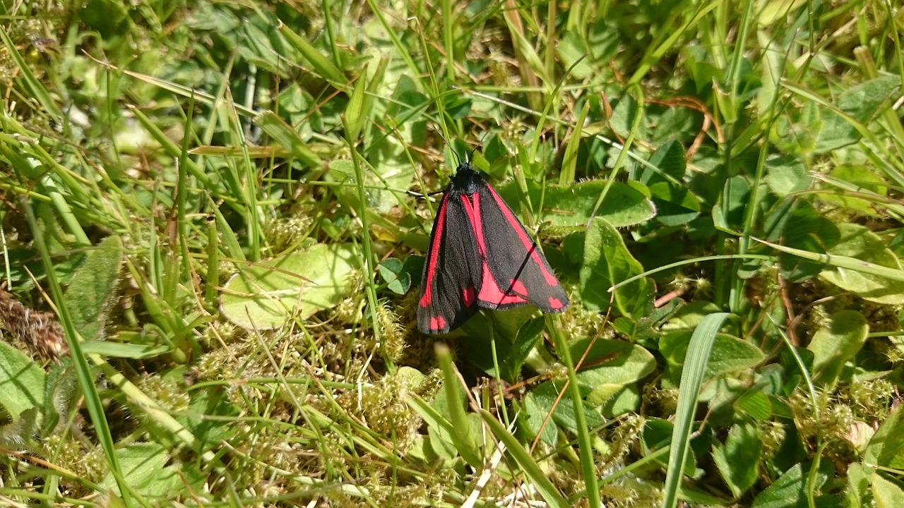 Drugys, Cinnabar Moth, Cinnabar, Vabzdys, Gamta, Juoda, Laukinė Gamta, Uk, Makro, Klaida