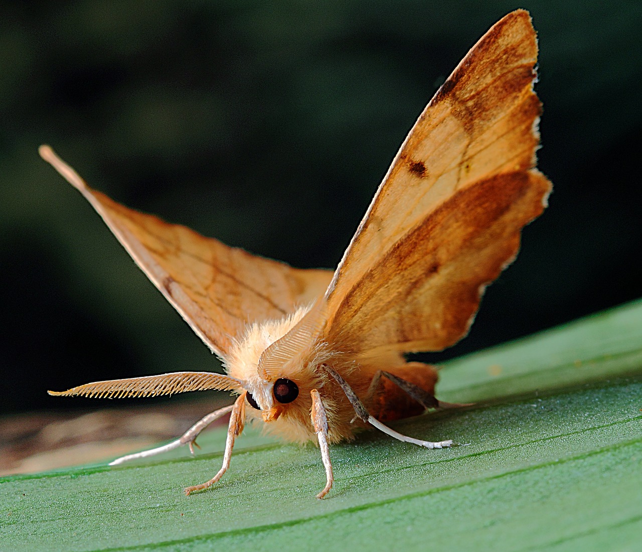 Drugys, Makro, Lepidoptera, Britanija, Gamta, Vabzdys, Sparnai, Nemokamos Nuotraukos,  Nemokama Licenzija