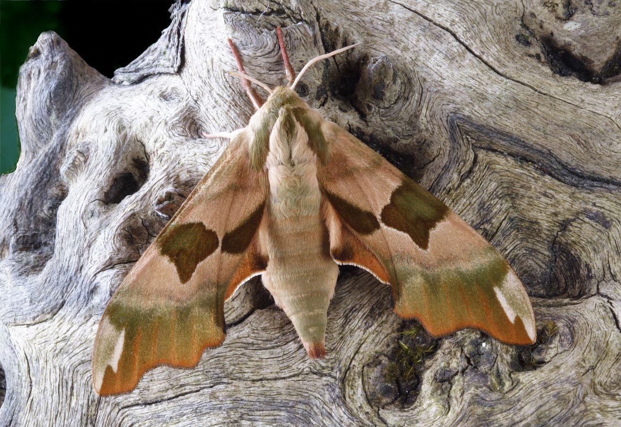 Drugys, Makro, Lepidoptera, Britanija, Gamta, Vabzdys, Sparnai, Nemokamos Nuotraukos,  Nemokama Licenzija