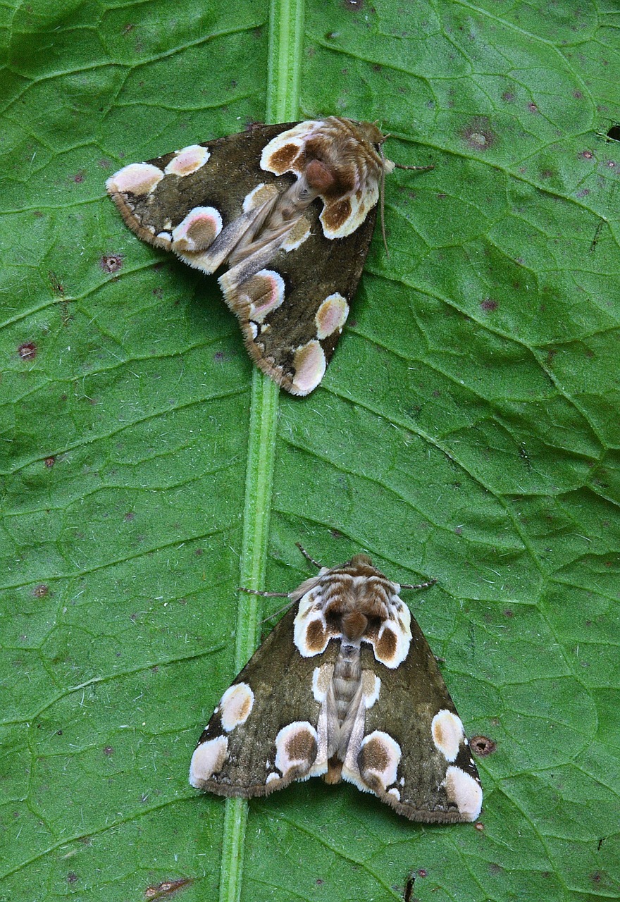 Drugys, Makro, Lepidoptera, Britanija, Gamta, Vabzdys, Sparnai, Nemokamos Nuotraukos,  Nemokama Licenzija