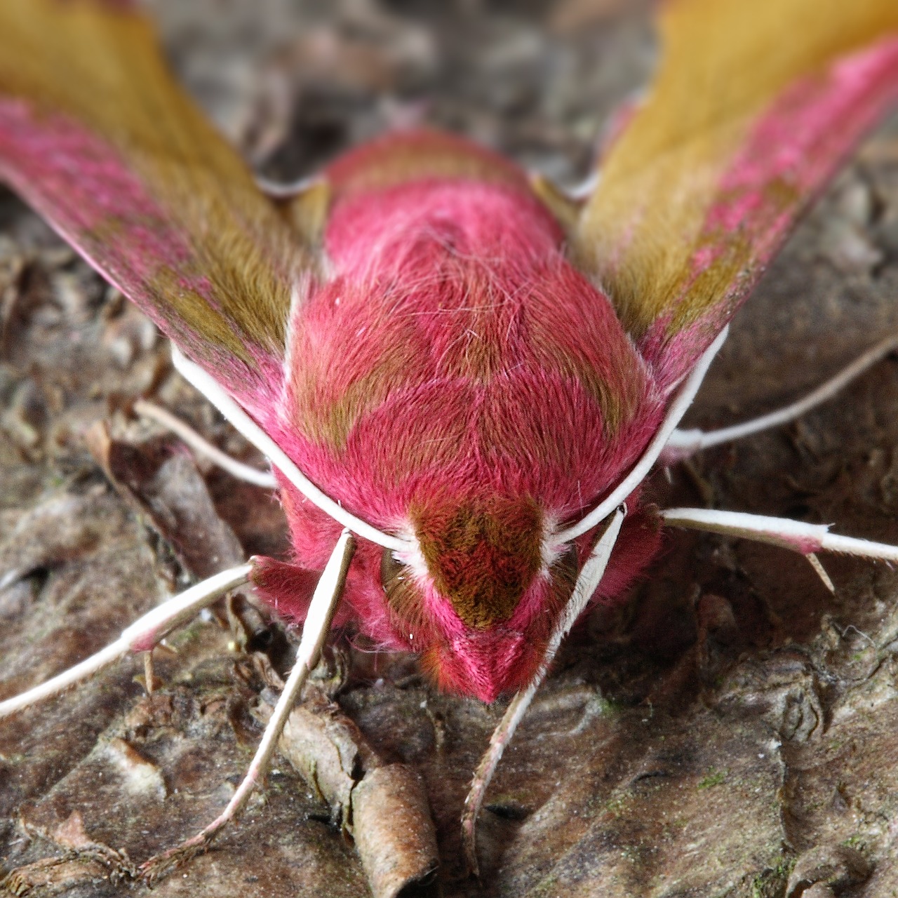 Drugys, Makro, Lepidoptera, Britanija, Gamta, Vabzdys, Iš Arti, Nemokamos Nuotraukos,  Nemokama Licenzija