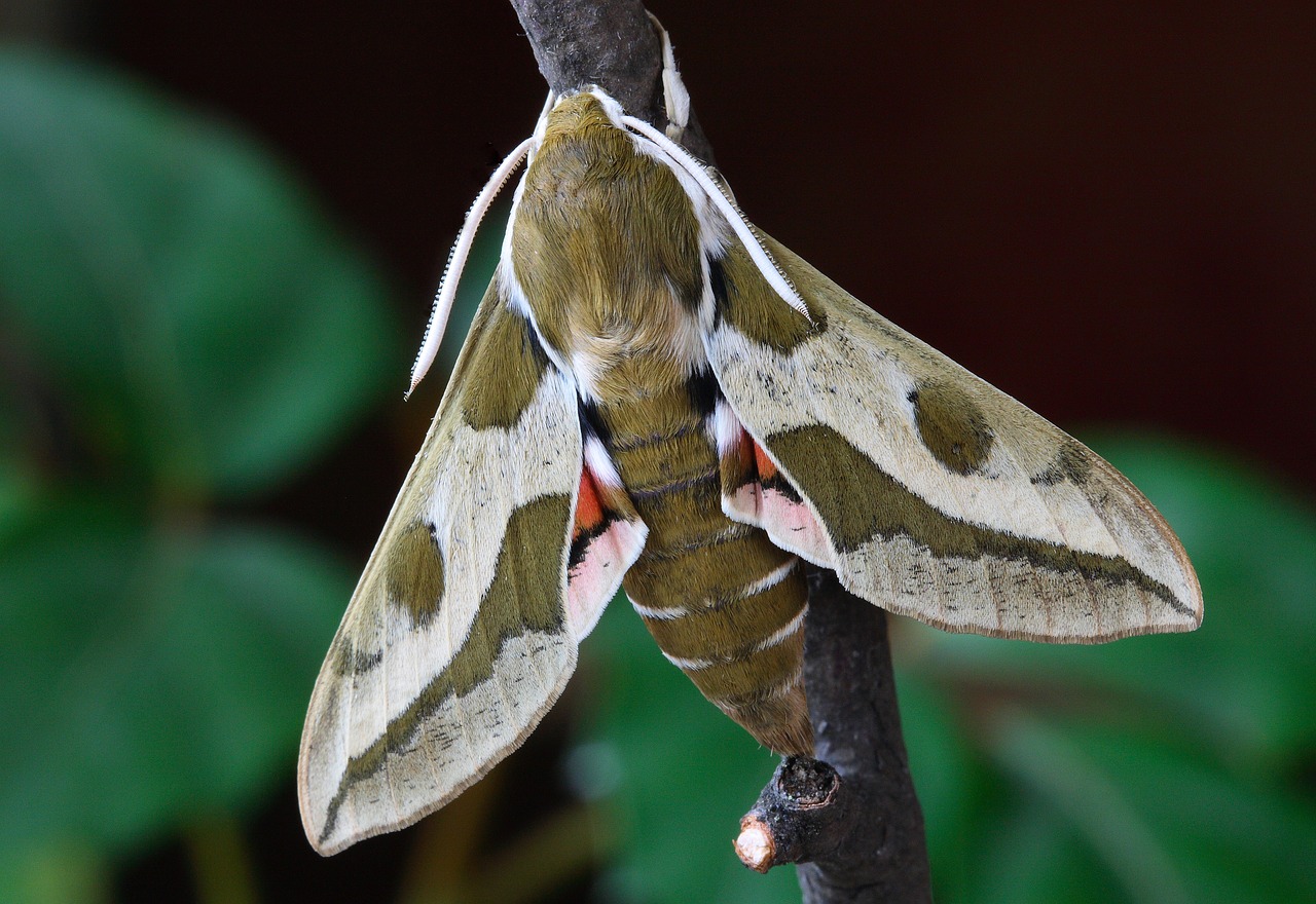 Drugys, Makro, Lepidoptera, Britanija, Gamta, Vabzdys, Sparnai, Nemokamos Nuotraukos,  Nemokama Licenzija