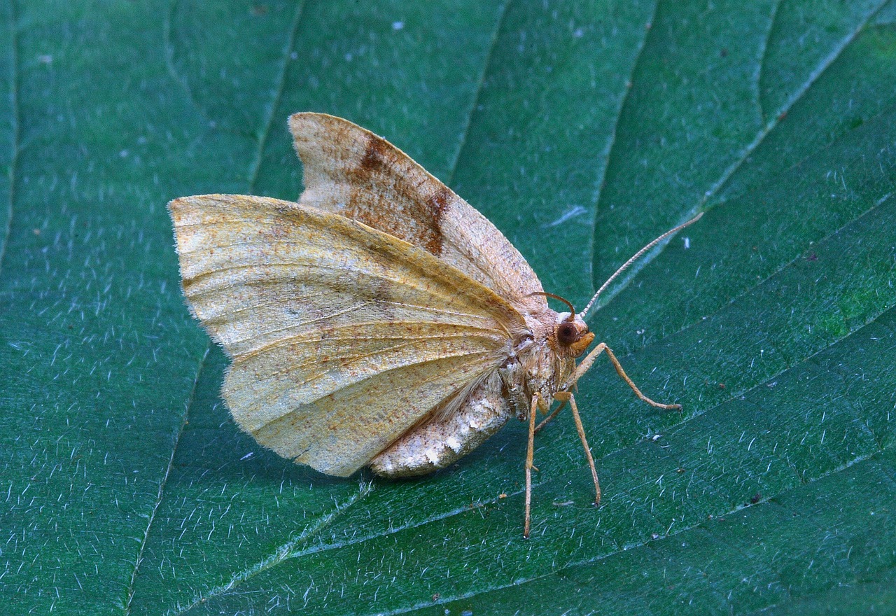 Drugys, Iš Arti, Gamta, Vabzdys, Makro, Klaida, Laukinė Gamta, Entomologija, Nemokamos Nuotraukos,  Nemokama Licenzija