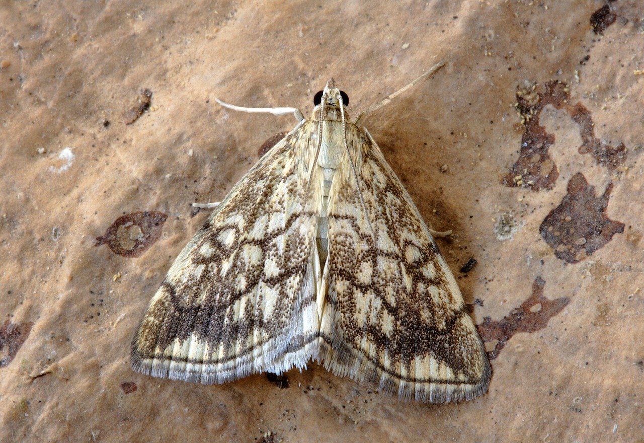 Drugys, Pyralid, Vabzdys, Gamta, Lepidoptera, Sparnai, Makro, Pyralidae, Nemokamos Nuotraukos,  Nemokama Licenzija