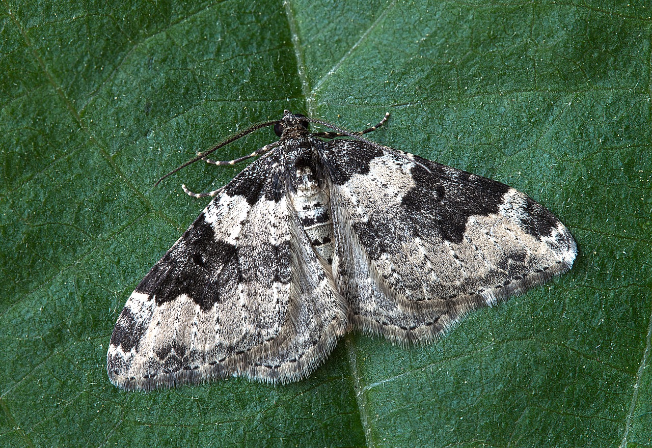 Drugys, Makro, Vabzdys, Lepidoptera, Lapai, Bestuburiai, Dryžuotas, Lauke, Nemokamos Nuotraukos,  Nemokama Licenzija